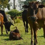 स्थानिय गाईको संरक्षण सम्बर्धन दशैँ तिहारको अवशरमा शुभकामना आदान- प्रदान कार्यक्रम सम्पन्न
